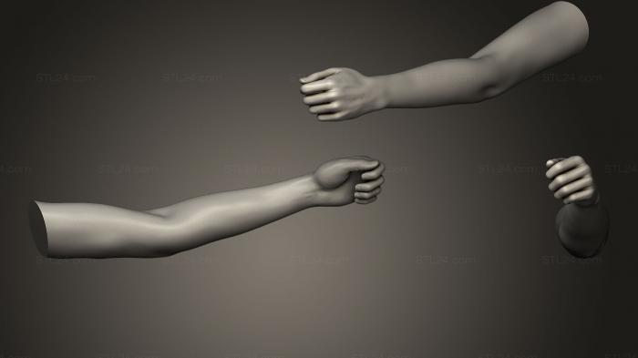 Анатомия скелеты и черепа (Поза женской руки 237, ANTM_0439) 3D модель для ЧПУ станка